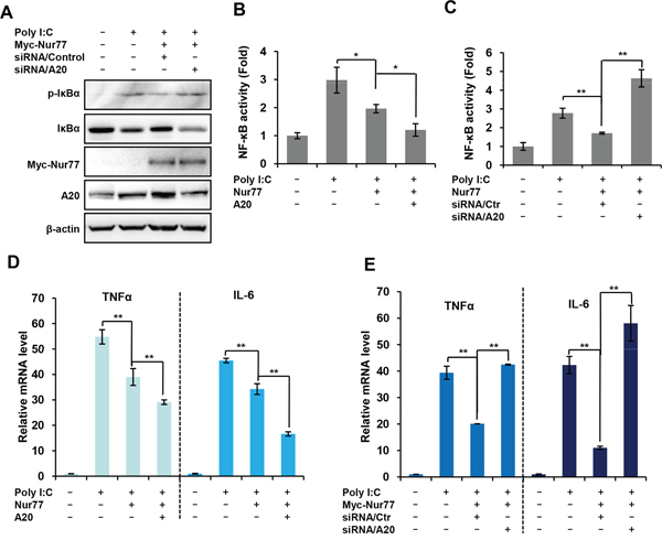 Inhibitory effect of Nur77 on poly (I:C)-activated NF-&#x03BA;B is dependent on A20 expression.