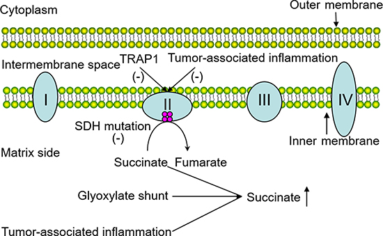 Possible factors responsible for succinate accumulation in the tumor.