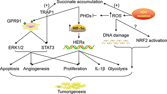 Roles of accumulated succinate in tumorigenesis and progression.