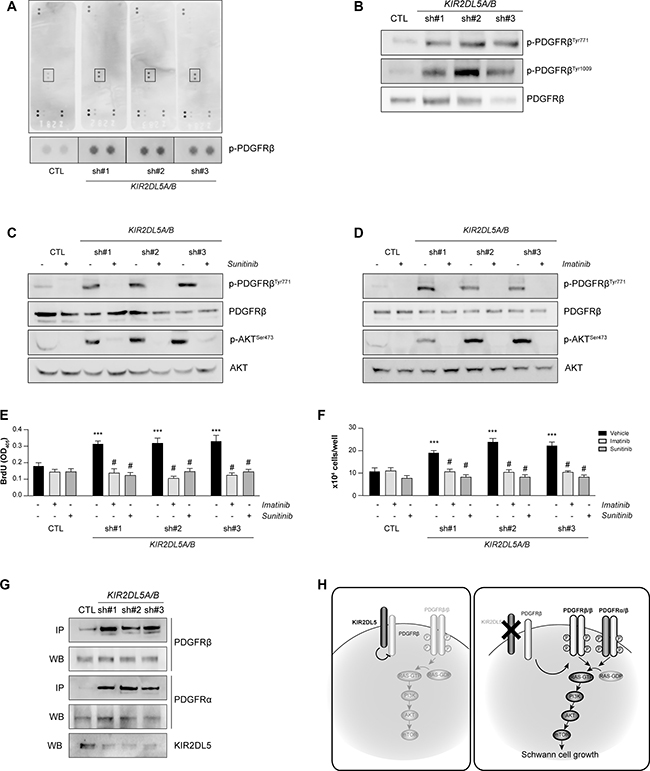 KIR2DL5A/B inhibits Schwann cell proliferation in a PDGFR&#x03B2;/AKT-dependent manner.