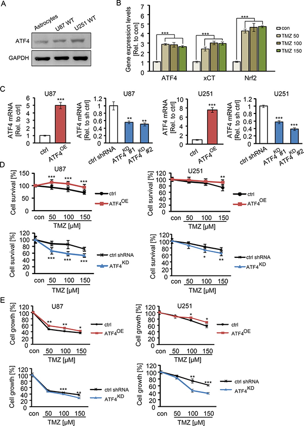 ATF4 induces TMZ resistance in glioma cells.