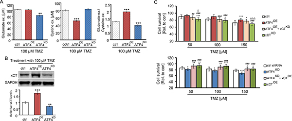 ATF4 modulates the amino acids secretion of glioma cells.