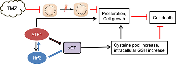 Proposed scheme of ATF4 action in chemo-resistance.