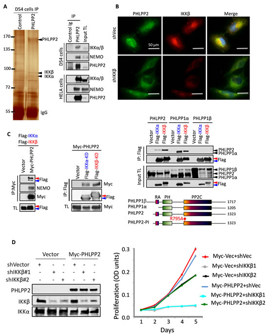 Association between PHLPP and IKK.