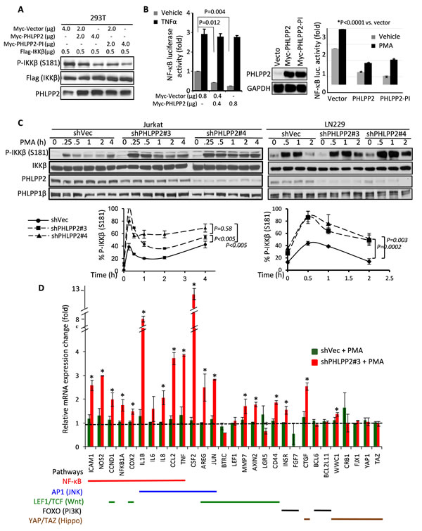 PHLPP2 suppresses IKK&#x3b2; phosphorylation and NF-&#x3ba;B transcription.