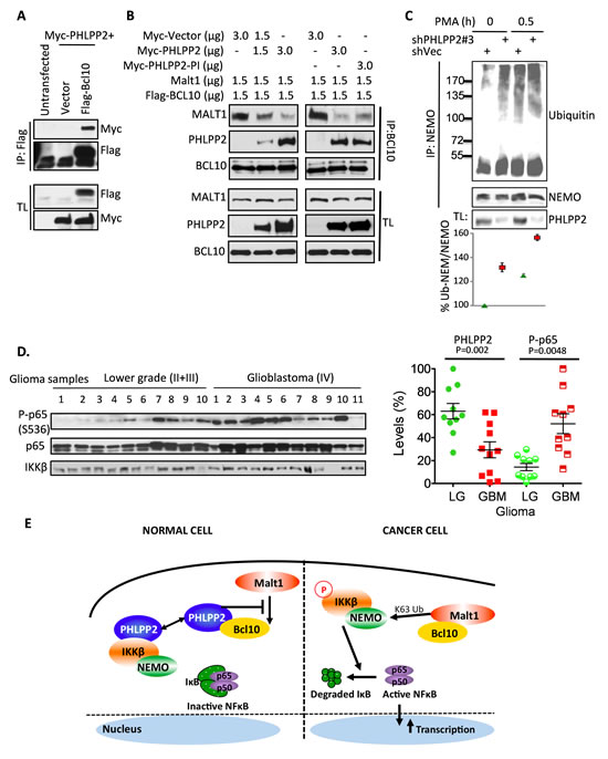 PHLPP2 interacts with Bcl10 to competitively displace MALT1 and prevent NEMO ubiquitintion.