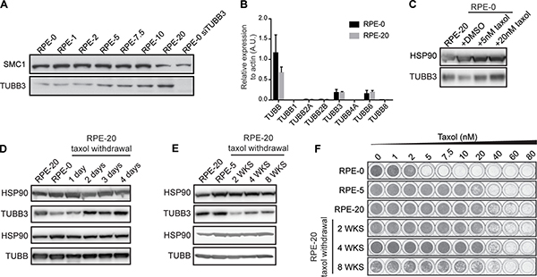 TUBB3 levels are dynamically regulated in RPE cells upon taxol exposure and withdrawal.