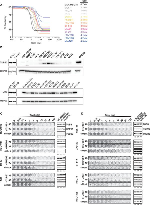 TUBB3 expression in breast cancer cell lines and taxol sensitivity.