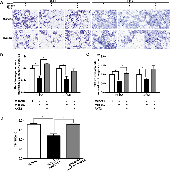 AKT2 overexpression restores cell migratory/invasive abilities and proliferation.