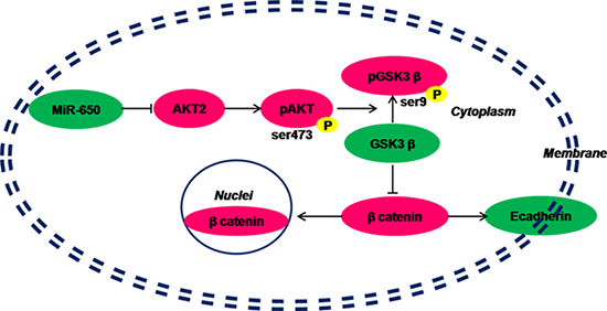 Hypothesis of miR-650 inhibits AKT2/GSK3&#x03B2;/E-cadherin pathway in colorectal cancer cells.