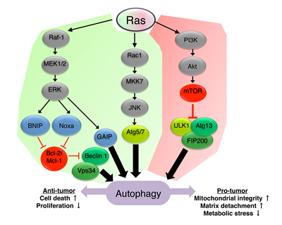 Ras signaling regulates autophagy.