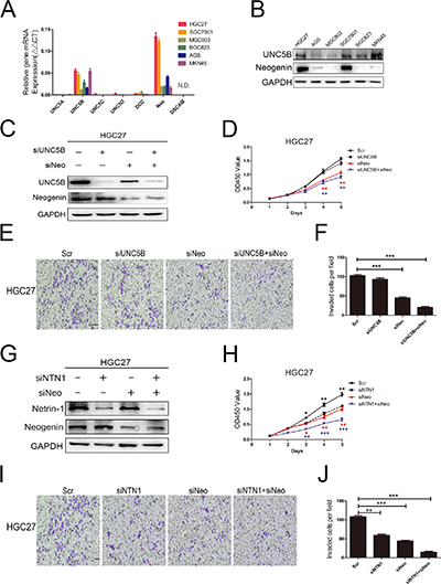 GC cells proliferation and invasion abilities were mediated by neogenin.