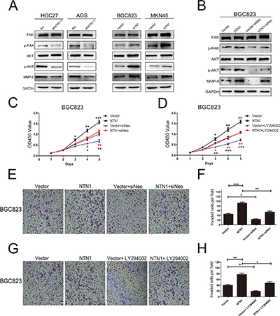 Effects of netrin-1 and neogenin on PI3K/AKT signaling pathways.