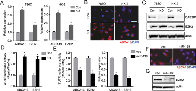 miR-138 targets ABCA13 and EZH2 mRNA via the 3&#x2032;-UTR regions.