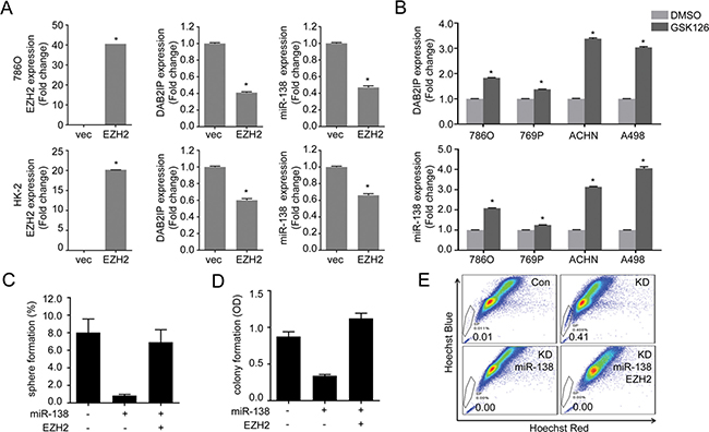 EZH2 plays a critical role in maintaining stem-cell like properties of renal cells.