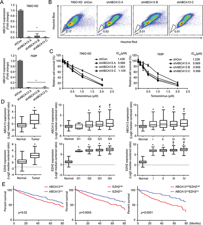 ABCA13 confers drug resistance of RCC and correlates with the overall survival of RCC patients.