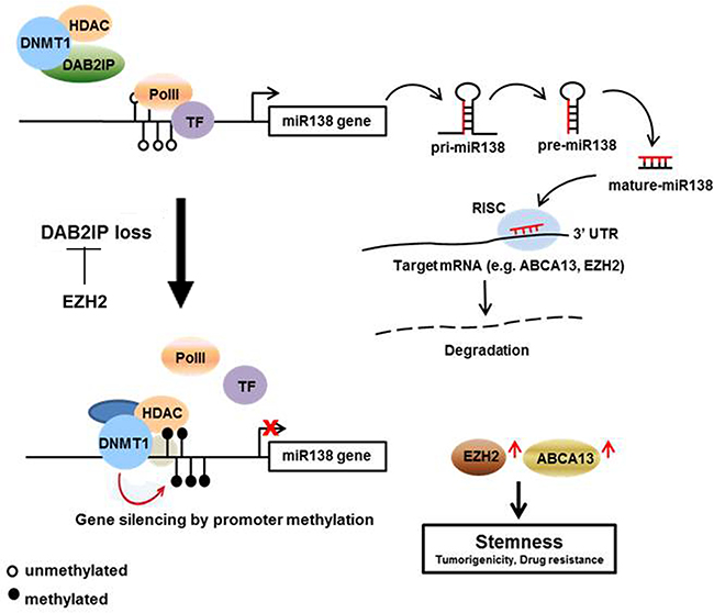 Summary of the regulation mechanism of miR-138 on suppressing RCC-CSCs.