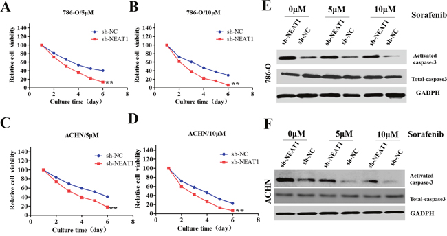Role of NEAT1 in the sensitivity of RCC cells to sorafenib.