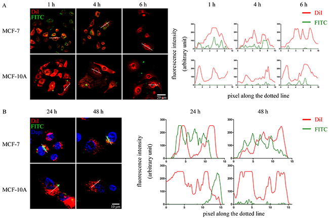 WVLGE-containing polypeptide enters into breast cancer cells.