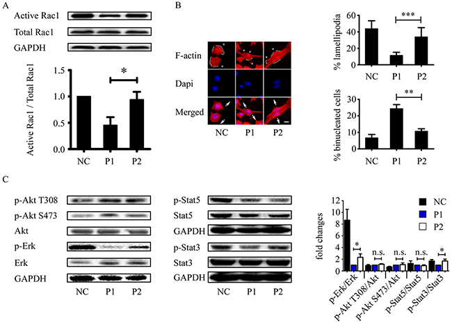 WVLGE-containing polypeptide inhibits Rac1 activity and Rac1-associated cellular phenotypic changes.