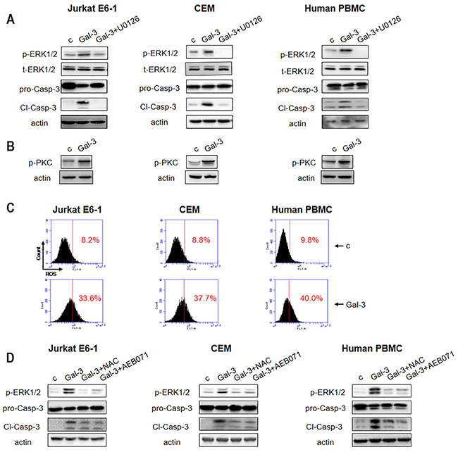 Gal-3 triggers apoptotic signaling in different T leukemia cell lines and PBMCs.