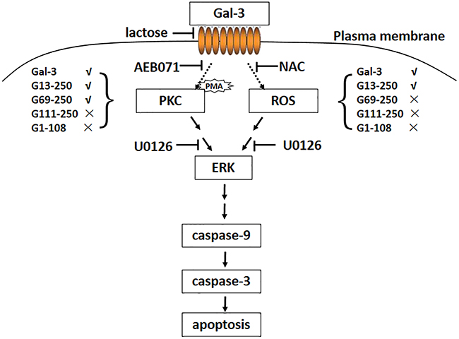 Model for Gal-3-induced T cell apoptosis.