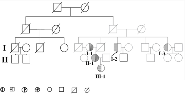 Pedigree diagram of the family.