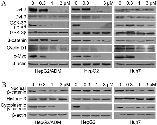 Dalbinol suppressed Wnt/&#x03B2;-catenin signaling in HCC cells.