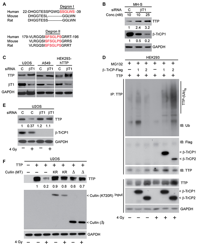 SCF&#x03B2;-TrCP is the ubiquitin ligase involved in radiation-induced TTP degradation.