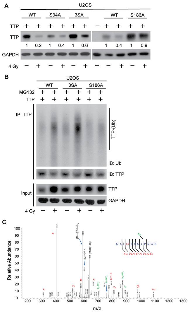Radiation-induced Ser186 phosphorylation of TTP primes it for polyubiquitination.