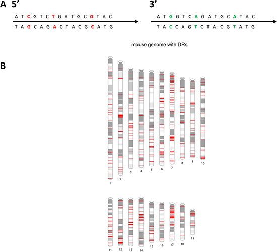 Overview of mouse genome direct repeat sequences.