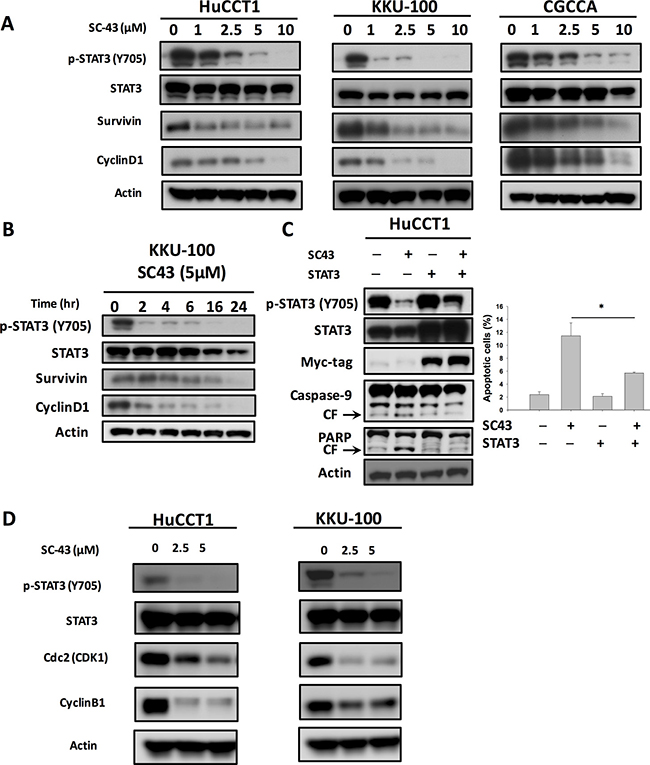 Inhibition of p-STAT3 determines the sensitizing effects of SC-43 in CCA cells.