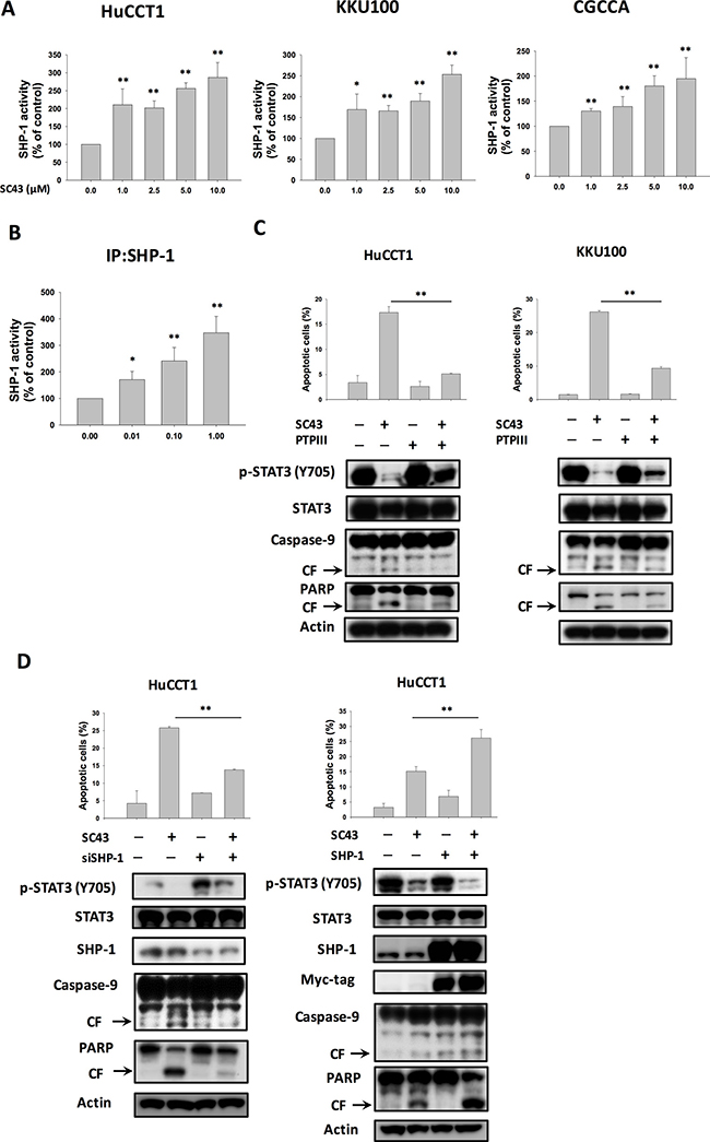 SHP-1/p-STAT3 mediates SC-43-induced apoptosis in CCA cells.