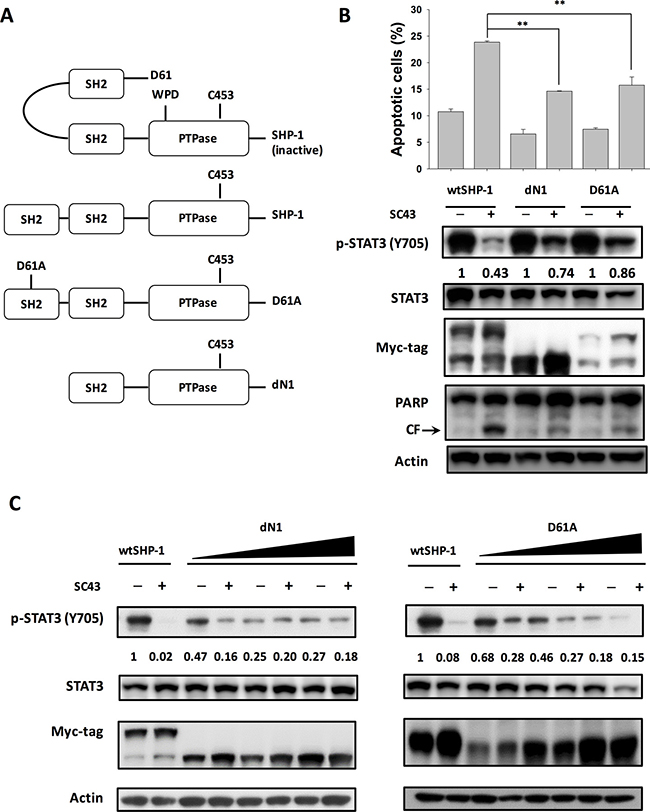 SC-43 activates SHP-1 by relieving the autoinhibition of the SH2 domain.