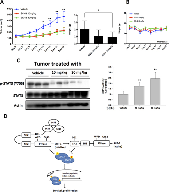 In vivo effects of SC-43 in CCA xenograft animal model.