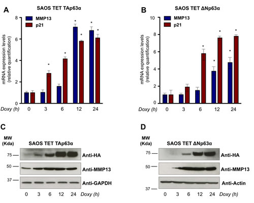 p63 upregulates mRNA and protein levels of MMP13.