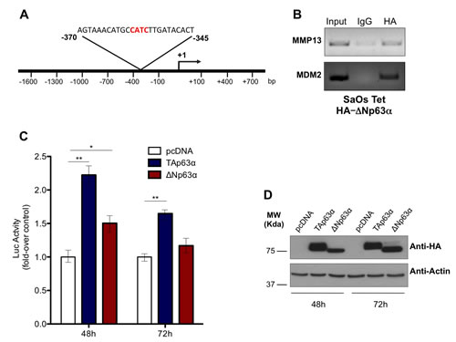 p63 directly binds and transactivates MMP13 promoter.