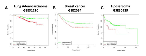 MMP13 expression is a negative prognostic marker in human cancers.