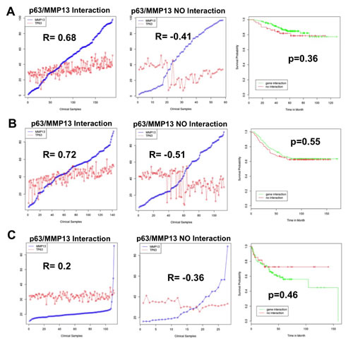 p63/MMP13 correlation does not function as prognostic marker in cancer.