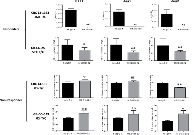 Changes in NOTCH signaling pathway genes in tumors in response to MEDI3622 treatment.