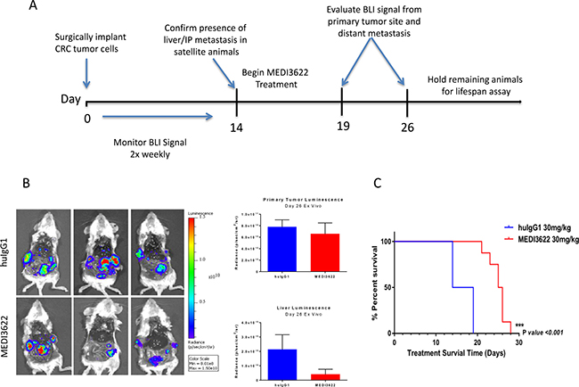 Evaluation of the efficacy of MEDI3622 and its impact on survival of animals orthotopically implanted with UM-CRM 12-1159 tumors.