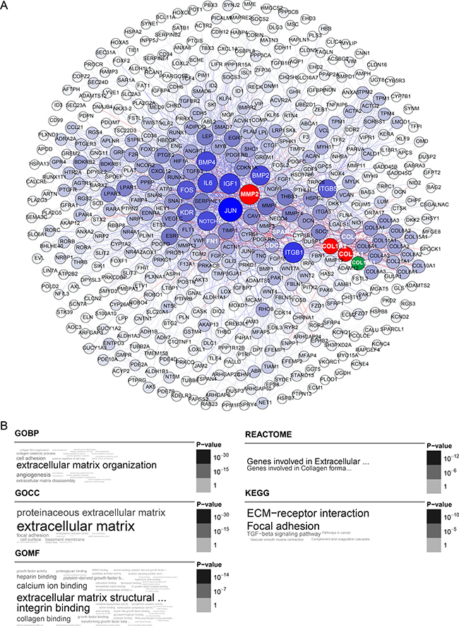 Blue module gene network and enrichment analysis.