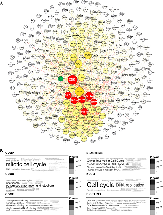 Yellow module gene network and enrichment analysis.