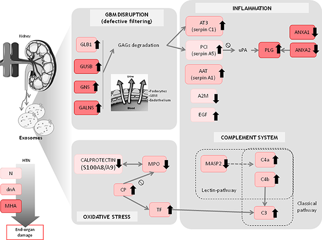 Overview of main altered protein patterns identified in exosomes from hypertensive patients under chronic RAS suppression developing albuminuria.