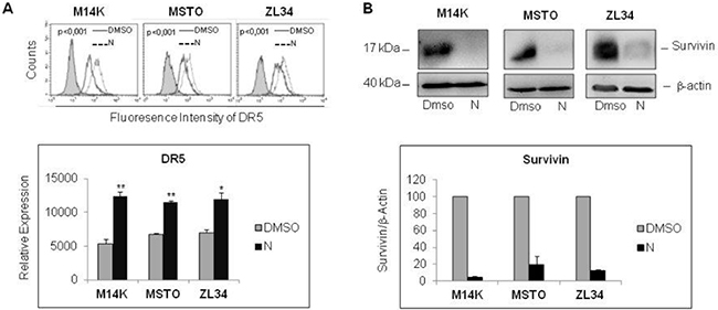 Nutlin 3a treatment increases DR5 and decreases Survivin expression.