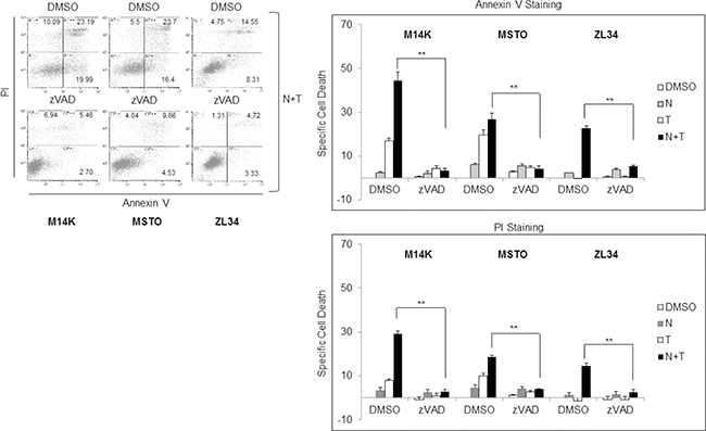 Nutlin 3a synergism with rh/TRAIL involves increase of apoptosis.