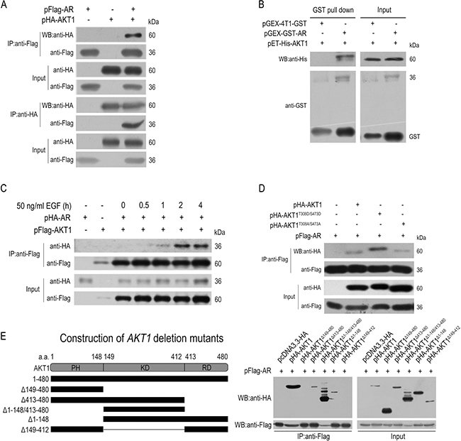 AKT1 interacts with AR physically.