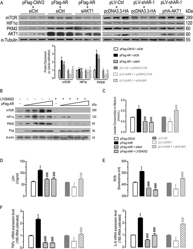 AKT1 was essential for AR-induced alterations in AKT/mTOR signaling, lactate formation and TNF&#x03B1;/IL-6 mRNA expression.