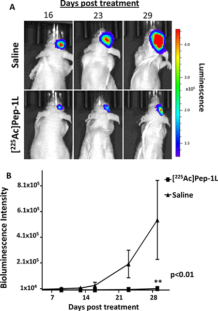 [225Ac]Pep-1L delays tumor progression, reduced tumor volume and tumor cell viability in vivo against GBMs.