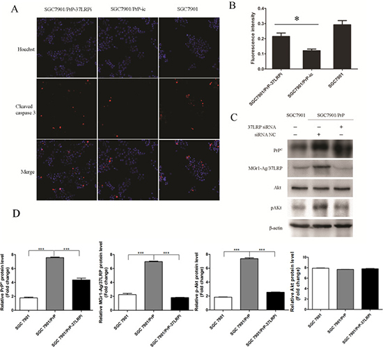 MGr1-Ag/37LRP promotes PrPC induced gastric cancer multi-drug-resistance by activation of Caspase 3 probably through PI3K/AKT pathway.